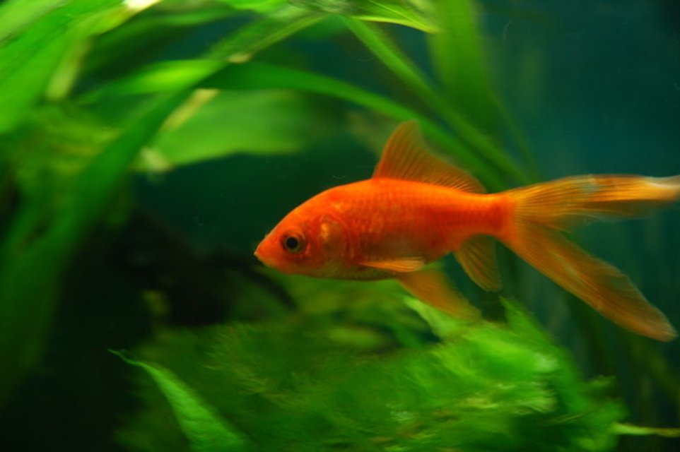 Rated #953: Freshwater Fish - Carassius Auratus - Goldfish Stocking In 11 Gallons Tank - My Common Goldfish, Howard