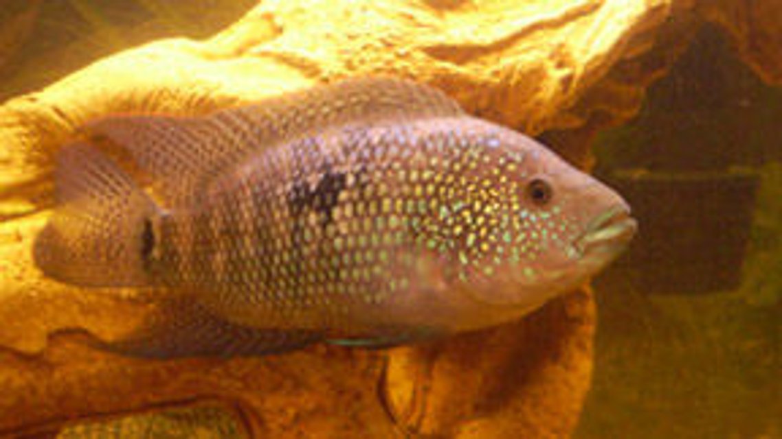 Rated #1219: Freshwater Fish - Nandopsis Octofasciatum - Jack Dempsey Stocking In 75 Gallons Tank - Male Jack Dempsey