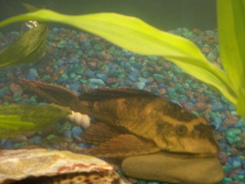 Rated #1614: Freshwater Fish - Pterygoplichthys Scrophus - Rhino Pleco Stocking In 20 Gallons Tank - This is our biggest pleco... hes not too active but he does his job..