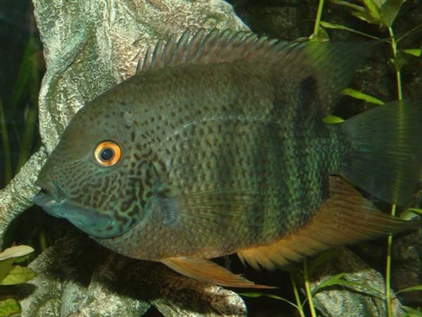 Rated #248: Freshwater Fish - Heros Serverus - Green Severum Stocking In 400 Gallons Tank - Green Severum
Name: "Sevvy"
Size: 10"

Really silly fish, they hide up and ponce around all the time. They do headstands and like to bite hairs of your arms when you clean em out.

He lives with guppies, platies, swordtails, "Roger" (ram), neons, etc.
Bearing in mind some of his tankmates are smaller than his eye, he has never eaten any of them (except by accident if they happen to be attached to a bloodworm).

However one issue, he absolutely HATES keyhole cichlids and will shred them if given half the chance. 
Even holding a photo of one up against the tank sets him off. Got no idea why.
These fish really are very, very silly.