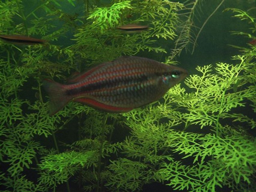 Rated #1404: Freshwater Fish - Glossolepis Incisis - Red Irian Rainbow Stocking In 130 Gallons Tank - Red Rainbow Fish (juvenile)
