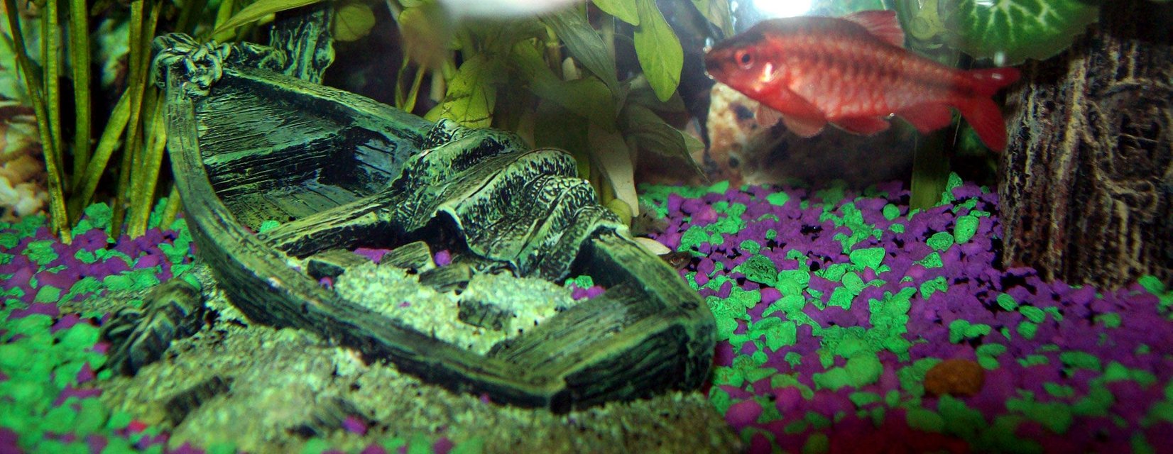 Rated #1501: Freshwater Fish - Puntius Titteya - Cherry Barb Stocking In 10 Gallons Tank - male cherry barb