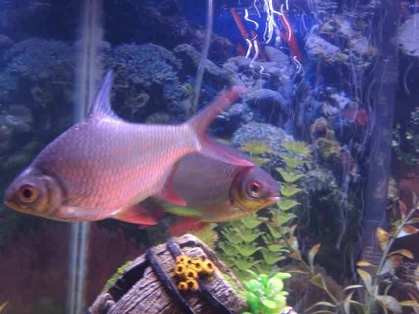Rated #1457: Freshwater Fish - Barbus Schwanefeldi - Tinfoil Red Tail Barb Stocking In 40 Gallons Tank - Tinfoil Barb