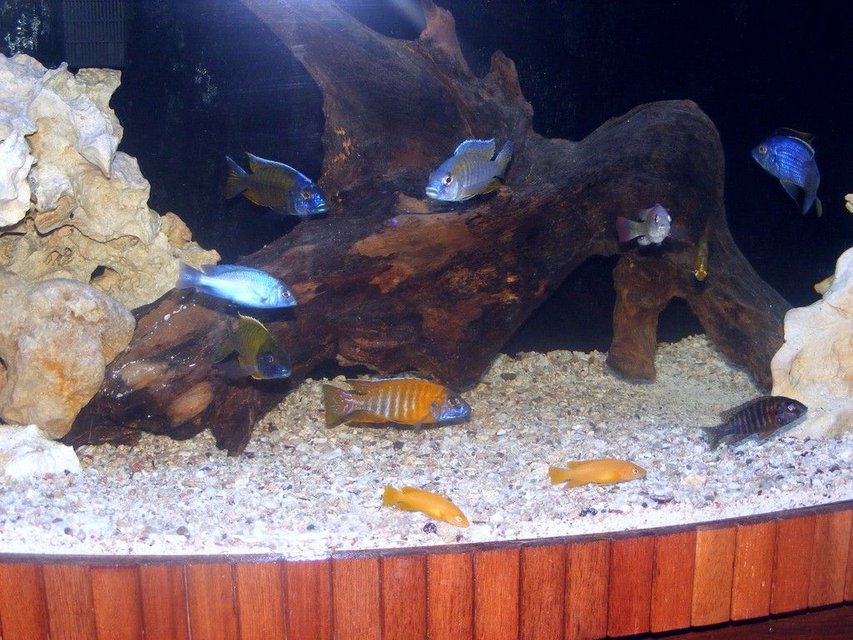 Rated #1531: Freshwater Fish - Cyrtocara Moorii - Blue Dolphin Cichlid Stocking In 90 Gallons Tank - african cichlids mixed 90 gallons