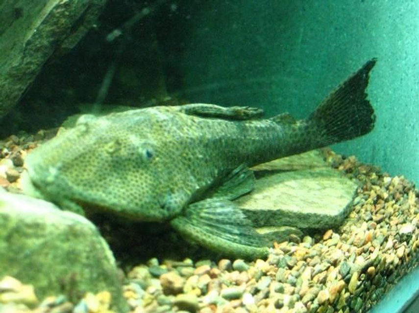 Rated #1284: Freshwater Fish - Glyptoperichthys Gibbiceps - Sailfin Pleco (l-83) Stocking In 200 Gallons Tank - pleco