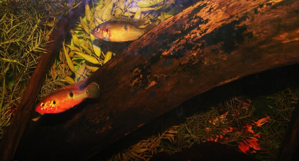 Rated #1591: Freshwater Fish - Hemichromis Bimaculatus - Jewel Cichlid Stocking In 120 Gallons Tank - jewels