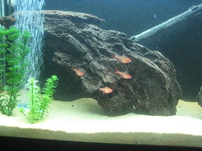 Rated #2106: Freshwater Fish - Hyphessobrycon Callistus - Red Minor Serpae Tetra Stocking In 55 Gallons Tank - Serpae Tetras is the 55 Gal Amazon Biotope