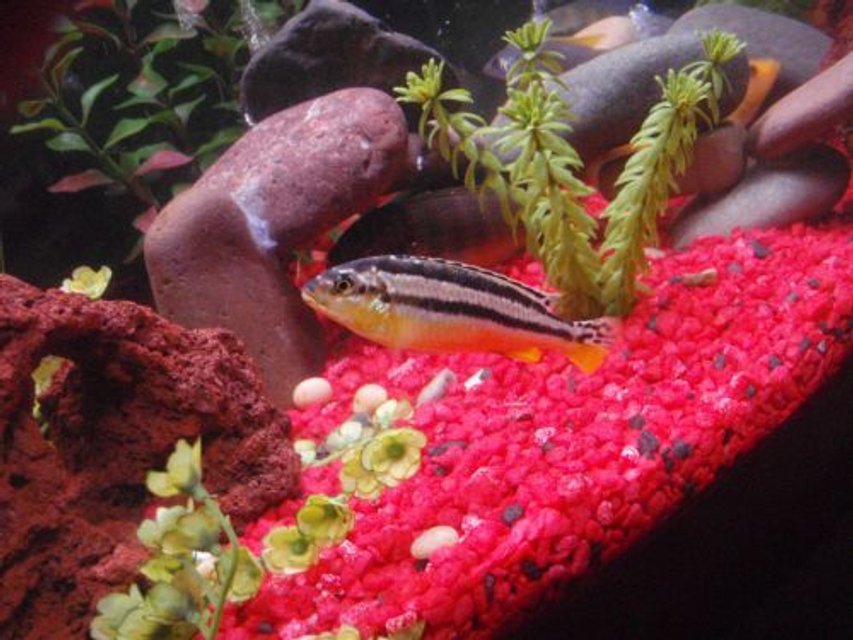 Rated #1010: Freshwater Fish - Melanochromis Auratus - Auratus Cichlid Stocking In 29 Gallons Tank - Malawi golden