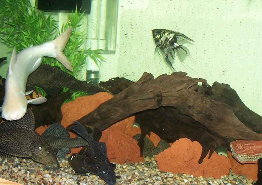 Rated #1326: Freshwater Fish - Pterophyllum Sp. - Marble Veil Angel Stocking In 180 Gallons Tank - Our 180 gal. tank