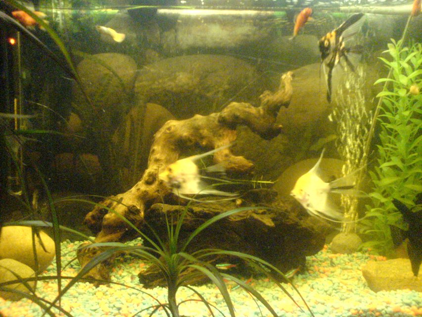 Rated #2289: Freshwater Fish - Pterophyllum Sp. - Koi Angel Stocking In 35 Gallons Tank - JUST STARTED DOING THIS SETUP BUT MIGHT CHANGE IT