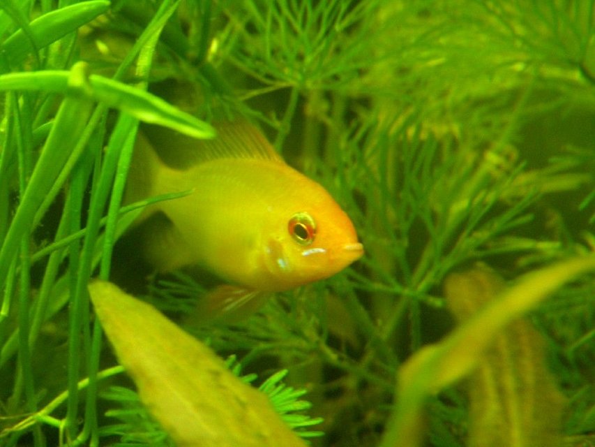 Rated #1387: Freshwater Fish - Papiliochromis Ramirezi - German Gold Ram Stocking In 150 Gallons Tank - gold ram male