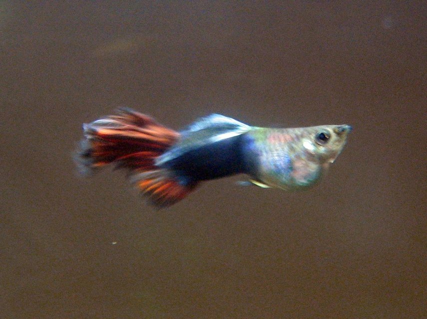 Rated #2130: Freshwater Fish - Poecilia Reticulata - Black Phantom Delta Guppy Stocking In 29 Gallons Tank - guppy