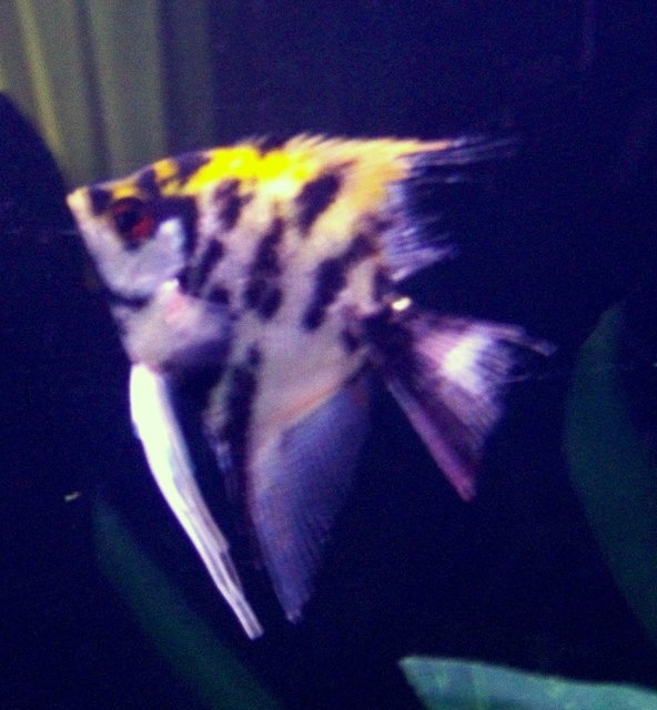 Rated #2212: Freshwater Fish - Pterophyllum Sp. - Koi Angel Stocking In 75 Gallons Tank - angle