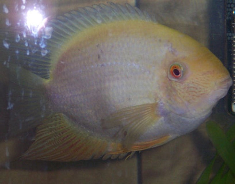 Rated #1683: Freshwater Fish - Heros Serverus - Gold Severum Stocking In 38 Gallons Tank - ol yeller my texas Cichlid