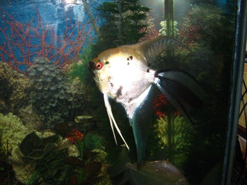 Rated #1752: Freshwater Fish - Pterophyllum Scalare - Veil Angel Stocking In 55 Gallons Tank - Veil with a beautiful tail