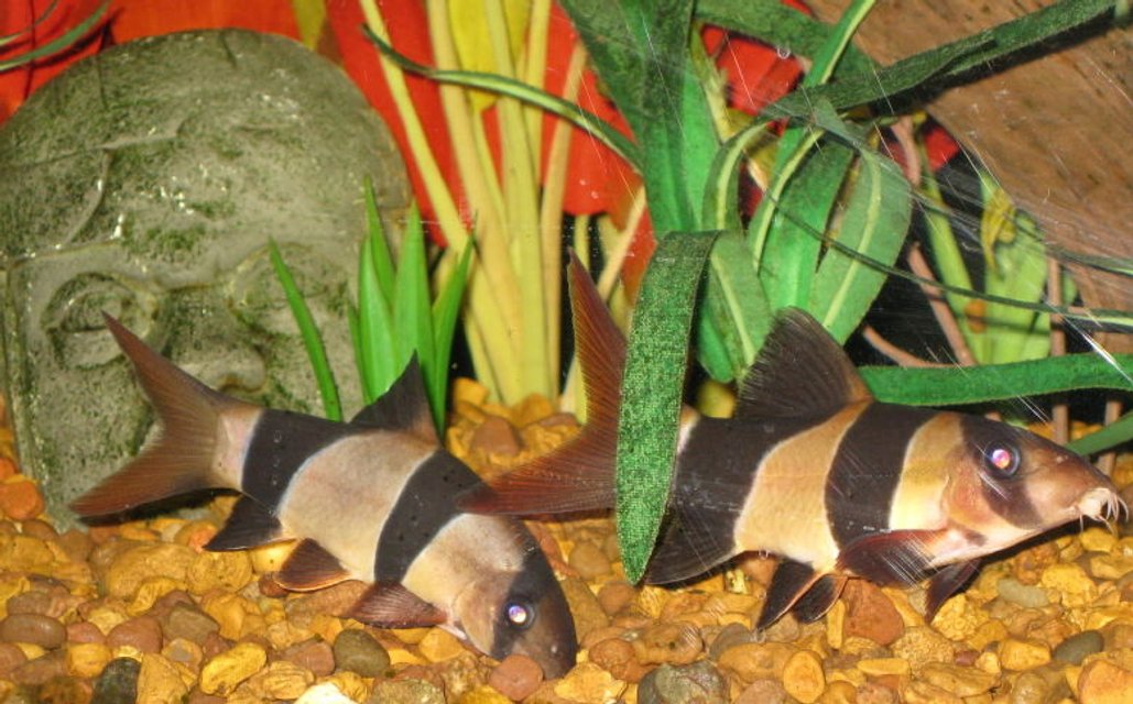 Rated #1244: Freshwater Fish - Botia Macracantha - Clown Loach Stocking In 65 Gallons Tank - Pair of Clown Loaches on patrol