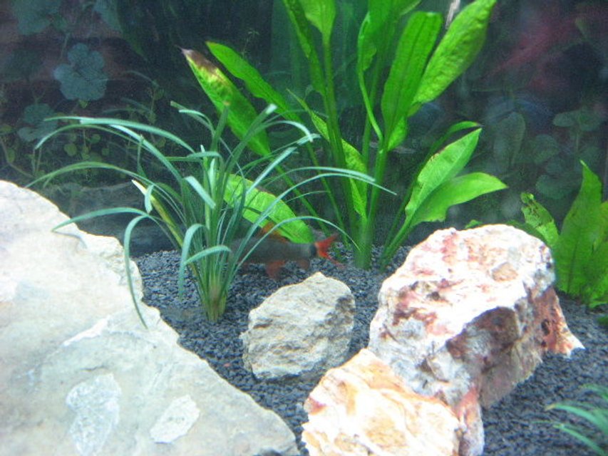 Rated #2032: Freshwater Fish - Epalzeorhynchos Frenatus - Rainbow Shark Stocking In 40 Gallons Tank - reno the rainbow shark