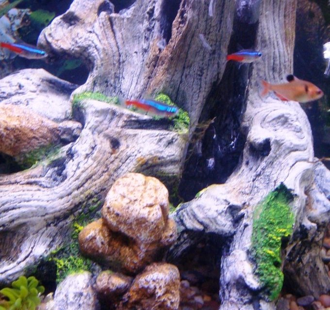 Rated #2167: Freshwater Fish - Paracheirodon Innesi - Neon Tetra Jumbo Stocking In 55 Gallons Tank - some of my fish