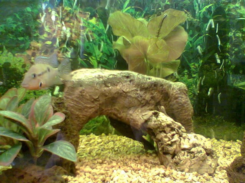 Rated #1587: Freshwater Fish - Thorichthys Meeki - Firemouth Cichlid Stocking In 36 Gallons Tank - Close-up of Alpha-male Firemouth 

Glyptopericthys Joselimaianus seen hanging upside-down from the rockwork