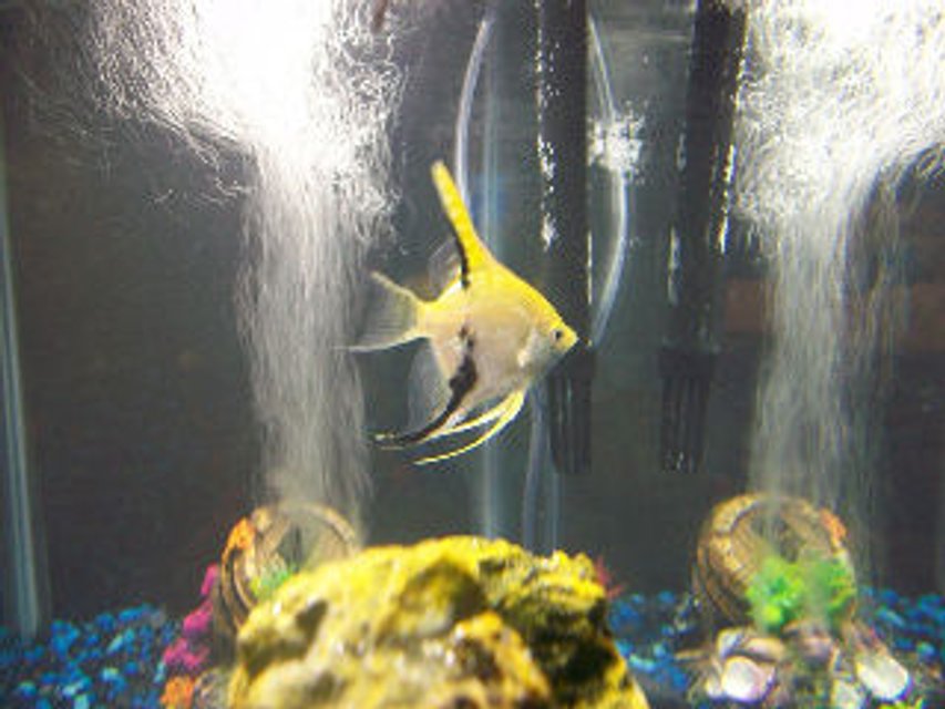 Rated #1295: Freshwater Fish - Pterophyllum Sp. - Koi Angel Stocking In 30 Gallons Tank - This is my yellow Angelfish.