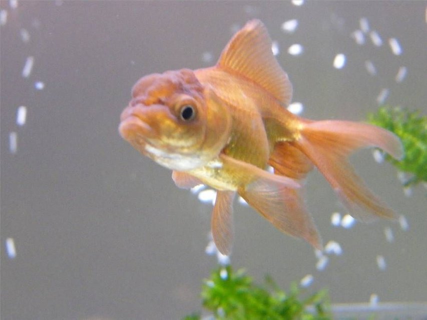 Rated #1592: Freshwater Fish - Carassius Auratus - Chocolate Oranda Goldfish Stocking In 65 Gallons Tank - merry, my other little chocolate oranda (aka monkey face)