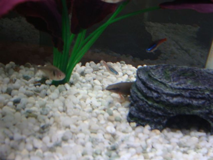 Rated #2379: Freshwater Fish - Epalzeorhynchos Frenatus - Rainbow Shark Stocking In 9 Gallons Tank - Here is my Rainbow Shark poking its head out of the rock.