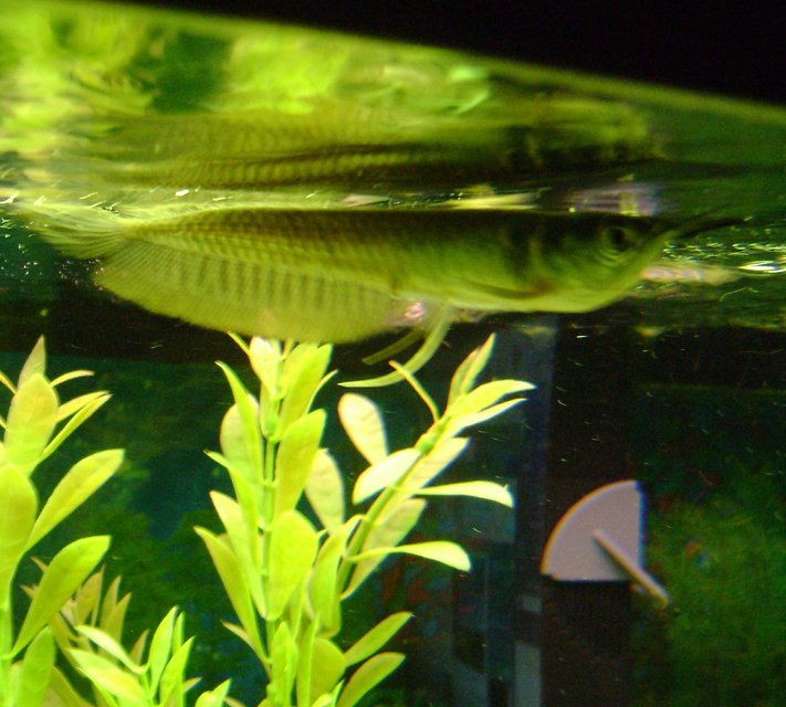 Rated #1235: Freshwater Fish - Osteoglossum Bicirrhosum - Silver Arowana Stocking In 75 Gallons Tank - My new 4 inch silver arowana