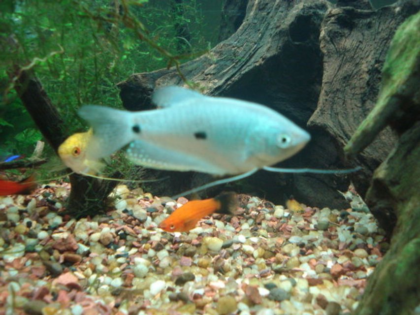 Rated #2093: Freshwater Fish - Trichogaster Trichopterus - Blue Gourami Stocking In 65 Gallons Tank - more pics