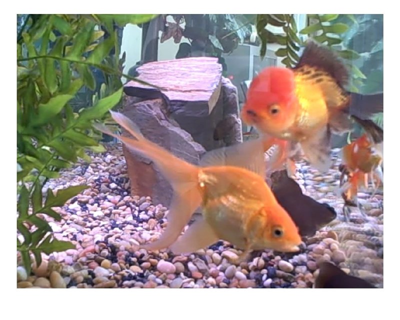 Rated #1993: Freshwater Fish - Carassius Auratus - Ryukin Goldfish Stocking In 80 Gallons Tank - Lionhead and Oscars