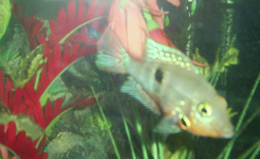 Rated #2399: Freshwater Fish - Thorichthys Meeki - Firemouth Cichlid Stocking In 100 Gallons Tank - firemouth   "my favorite"