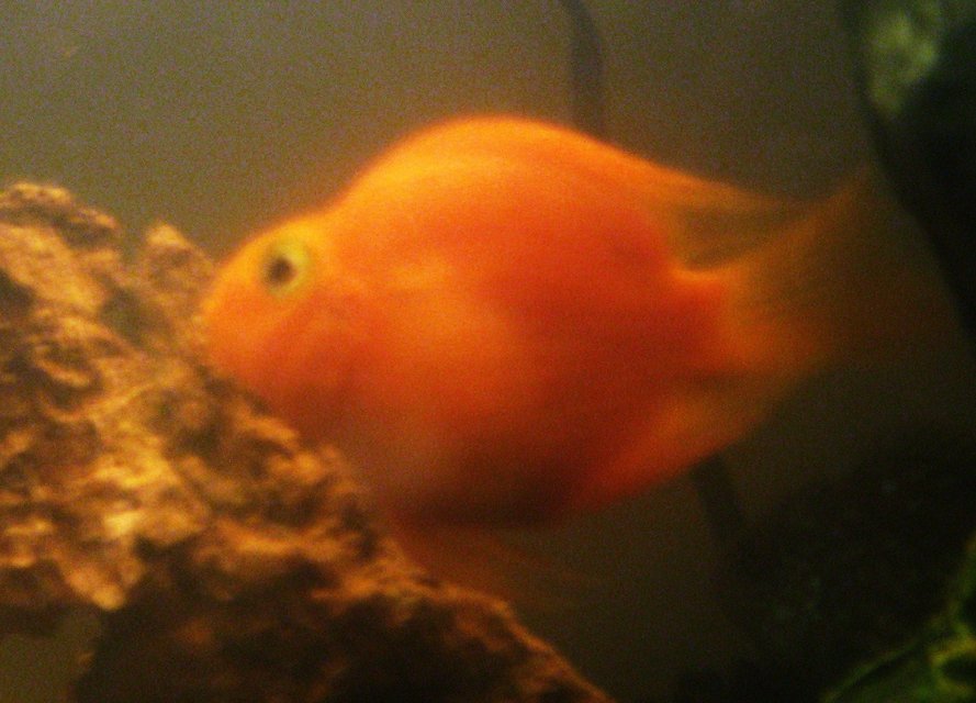 Rated #1976: Freshwater Fish - Heros Severus X Amphilophus Citrinellum - Blood Parrot Stocking In 15 Gallons Tank - Blood Parrot Cichlid