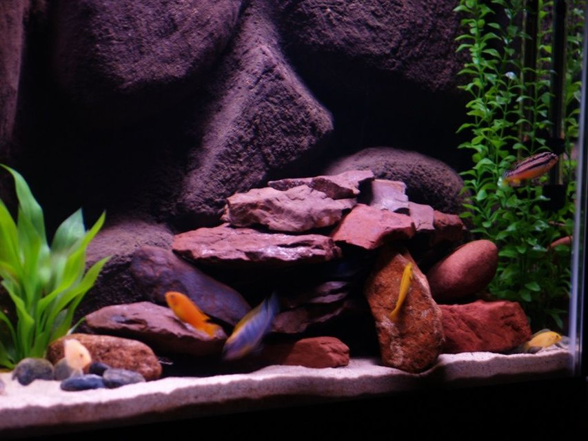 Rated #2123: Freshwater Fish - Pseudotropheus Estherae - Red Zebra Cichlid Stocking In 55 Gallons Tank - African Cichlids, 55 Gallon