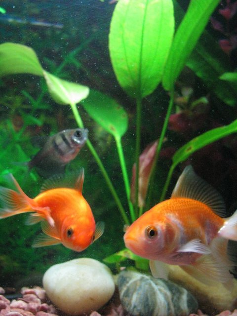 Rated #1625: Freshwater Fish - Gymnocorymbus Sp. - Black Skirt Tetra Stocking In 5 Gallons Tank - Mommy and baby Goldy...