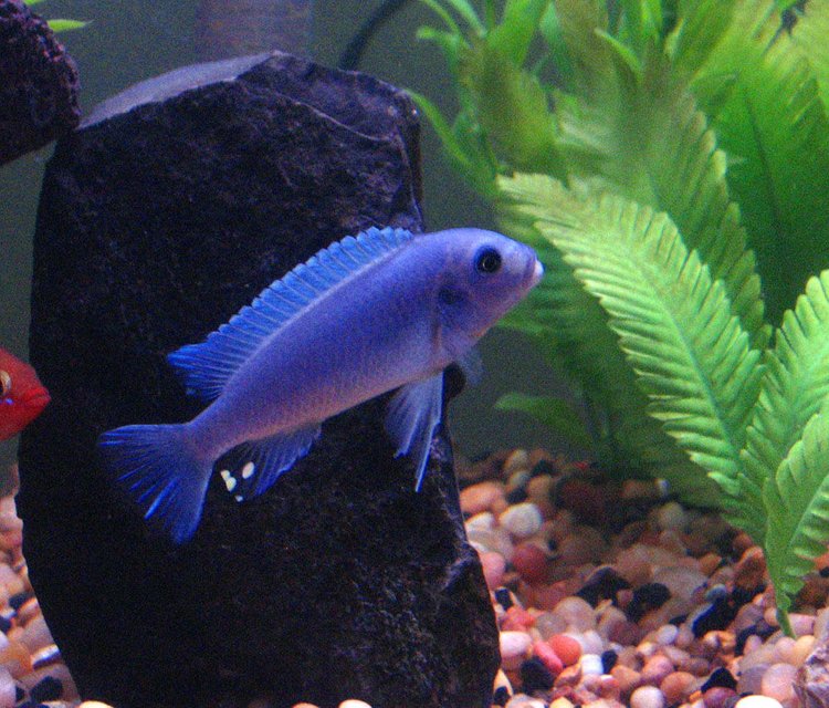 Rated #428: Freshwater Fish - Maylandia Callainos - Blue Cobalt Cichlid Stocking In 55 Gallons Tank - Cobalt Blue Cichlid