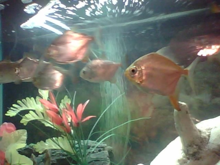 Rated #2056: Freshwater Fish - Metynnis Argenteus - Silver Dollar Stocking In 55 Gallons Tank - these are my silver dollars and 1 redhook