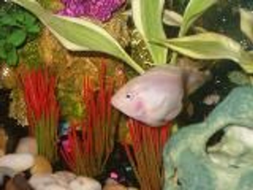 Rated #2386: Freshwater Fish - Hoplarchus Psittacus - Parrot Cichlid Stocking In 30 Gallons Tank - Parrot Fish