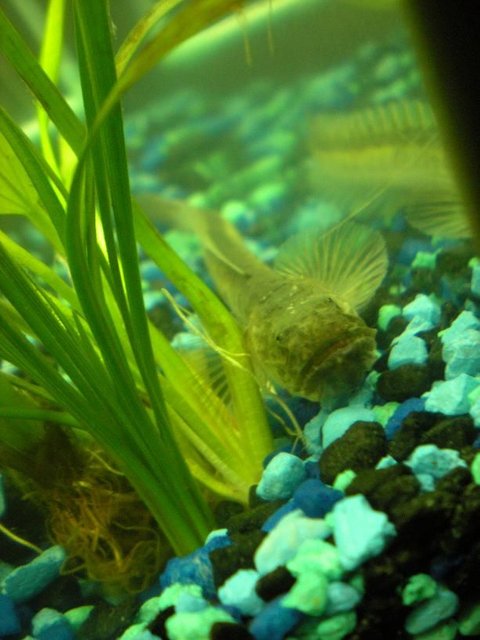 Rated #1633: Freshwater Fish - Gobioides Broussonnetii - Prehistoric Dragon Goby Stocking In 55 Gallons Tank - This is Mushu, one of my Dragon Gobies. He is very active and likes role playing a vacum when worms are given. He has been known to grab my frog, Skipper, by the leg and thrash him about. I believe he mistakes his leg for a worm. Mushu is 9" and growing.