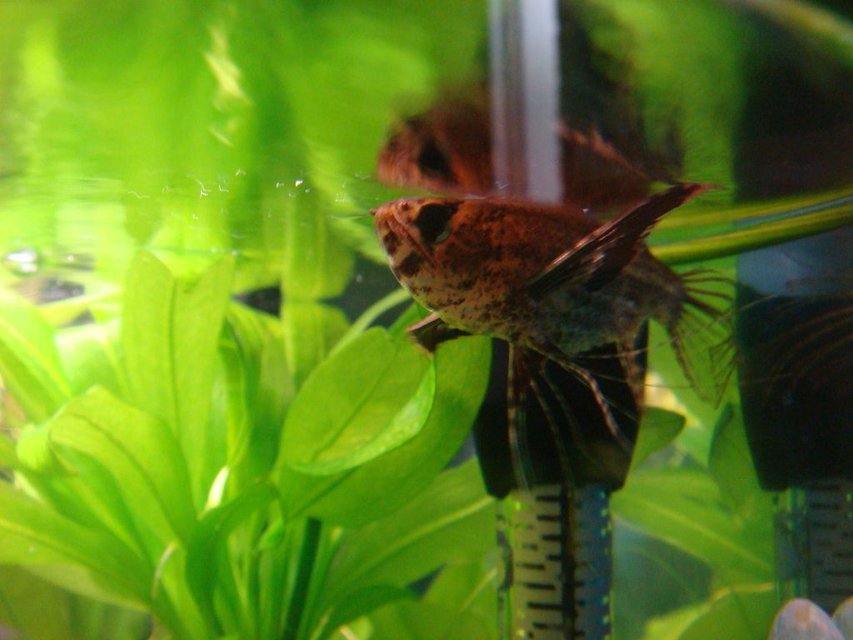 Rated #1154: Freshwater Fish - Pantodon Buchholzi - African Butterflyfish Stocking In 30 Gallons Tank - African Butterfly Fish