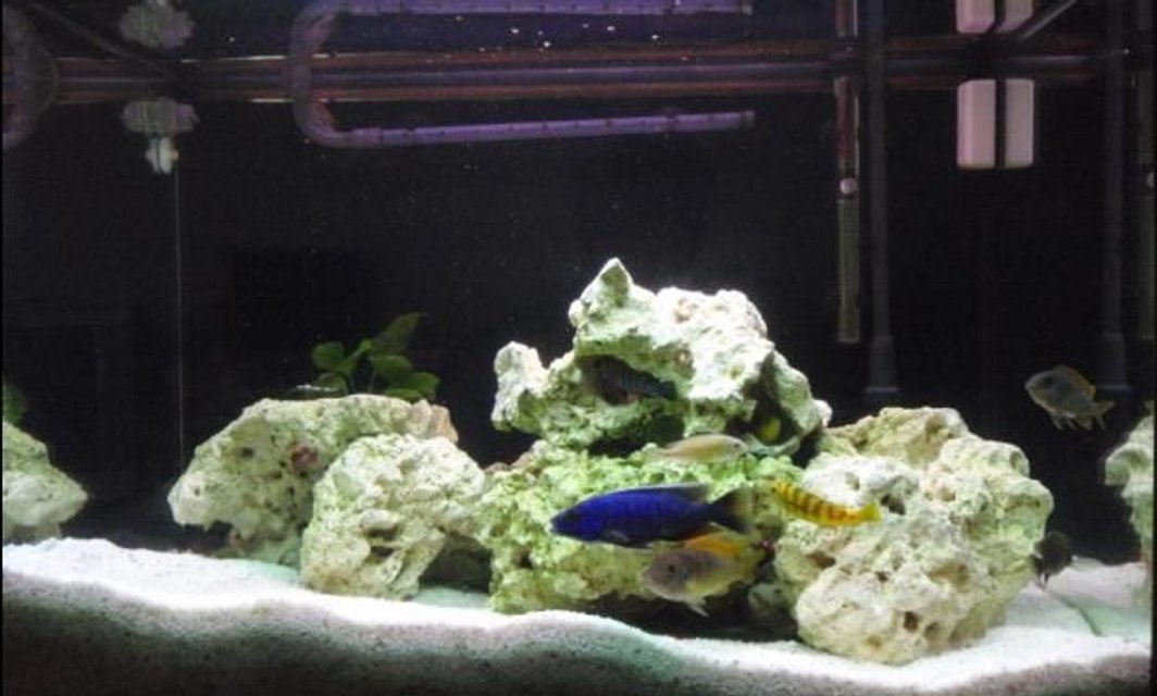 Rated #1160: Freshwater Fish - Pseudotropheus Acei - Acei Cichlid Stocking In 43 Gallons Tank - My one and Only, I have designed this aquarium for my muched loved cichlids, as I tried to create a realistic environment in which is relative to their natural habitat. Thankyou for your vote and comments, have a nice day! :)
P.S: I have changed the rock formation, number of plants and added a background since last time; if u have any suggestions please leave a comment.