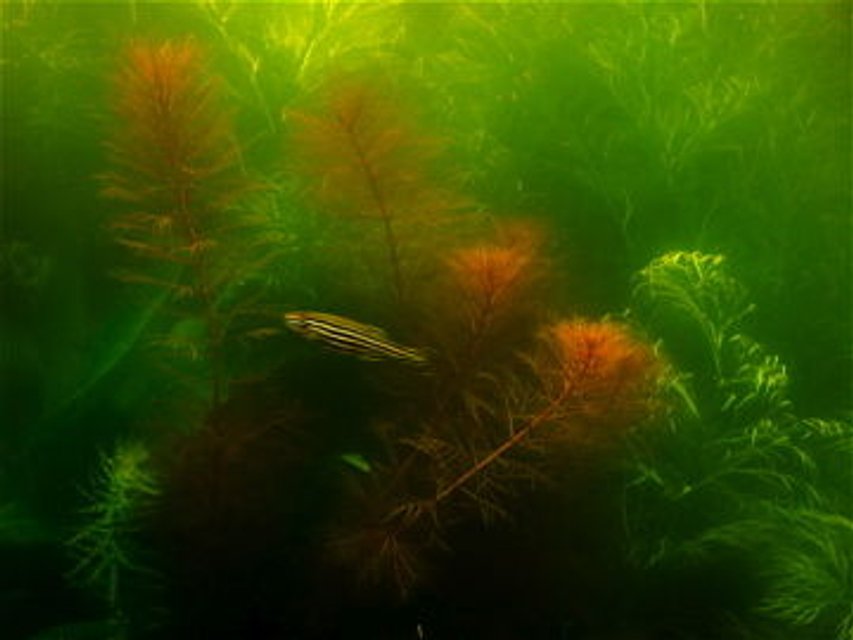 Rated #2216: Freshwater Fish - Danio Rerio - Zebra Danio Stocking In 55 Gallons Tank - red myrio and zebra danio