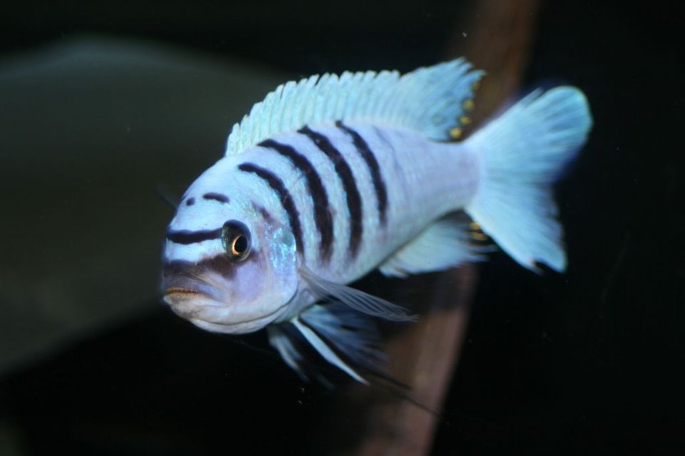 Rated #170: Freshwater Fish - Cynotilapia Afra - Afra Cichlid Stocking In 55 Gallons Tank - afar hara