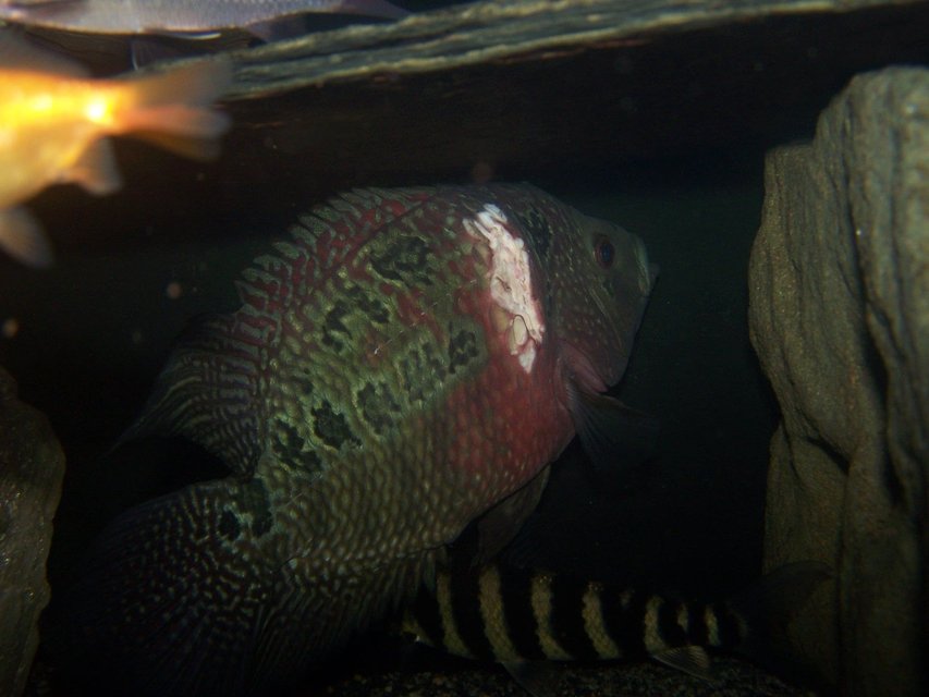 Rated #1795: Freshwater Fish - Cichlasoma Sp. - Flower Horn Cichlid Stocking In 66 Gallons Tank - my flowerhorn with injury
