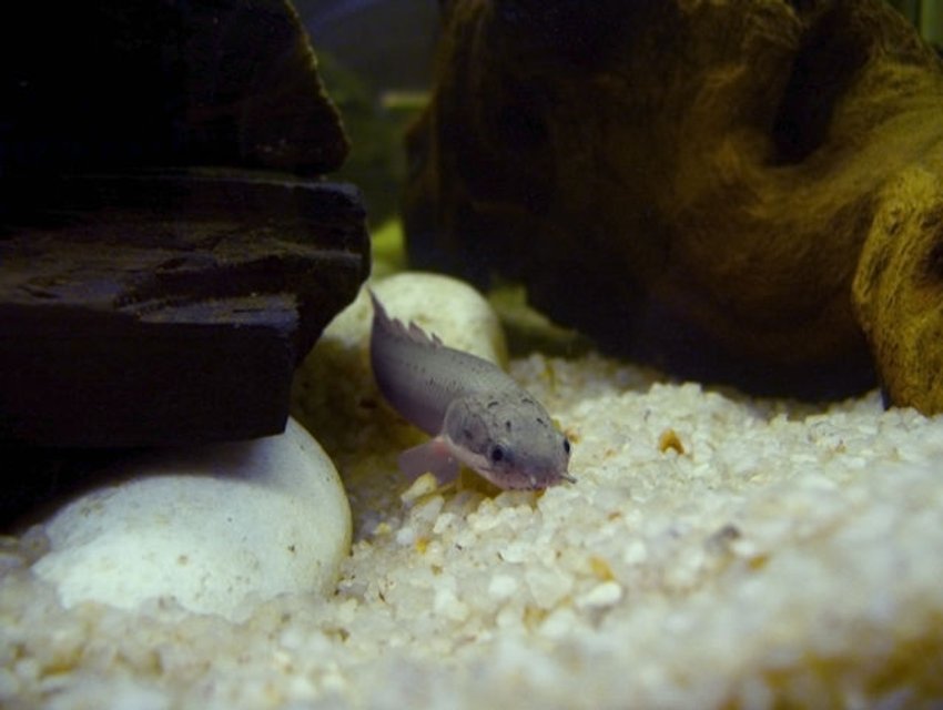 Rated #1651: Freshwater Fish - Polypterus Retropinnis - Retropinnis Bichir Stocking In 20 Gallons Tank - My tanks main inhabitant ... Smeagle the Polypterus