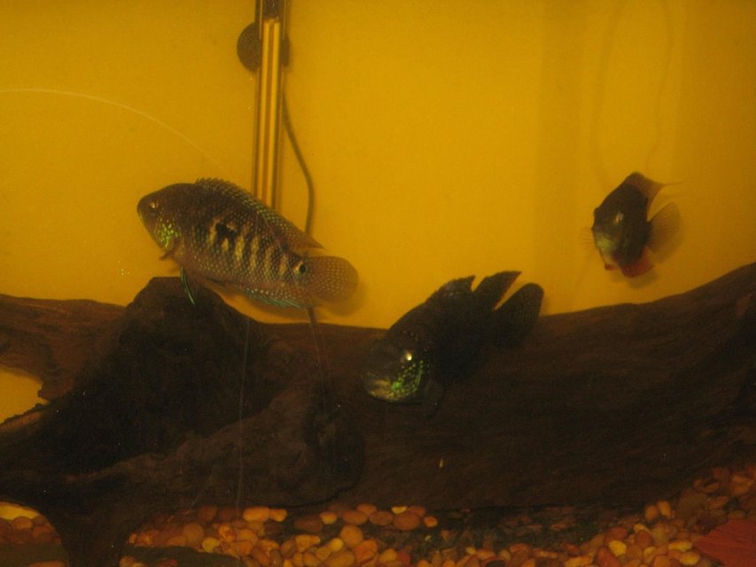 Rated #2315: Freshwater Fish - Thorichthys Meeki - Firemouth Cichlid Stocking In 75 Gallons Tank - another view