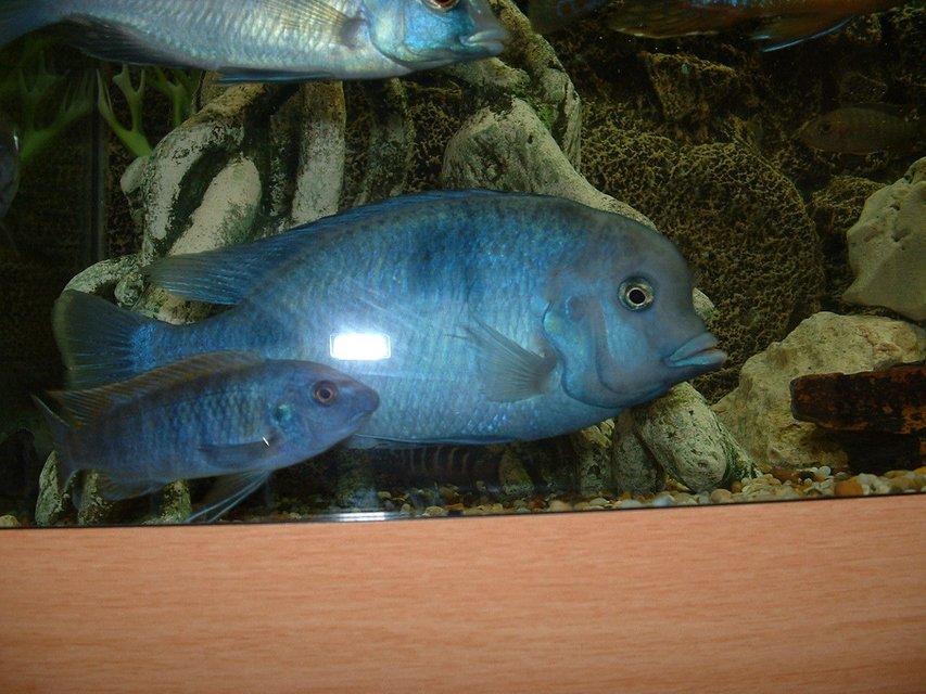 Rated #829: Freshwater Fish - Cyrtocara Moorii - Blue Dolphin Cichlid Stocking In 90 Gallons Tank - Moori