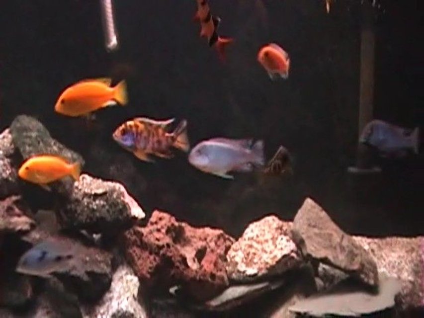 Rated #1596: Freshwater Fish - Aulonocara Nyassae Var. - Peacock Cichlid, Orange Blossom Stocking In 120 Gallons Tank - Another close up...

2 Yellow Lab
2 Blue Dolphin
1 OB Peacock
1 Powder Blue
1 Red Zebra
1 Nimbochromis Venustus
1 Clown Loach