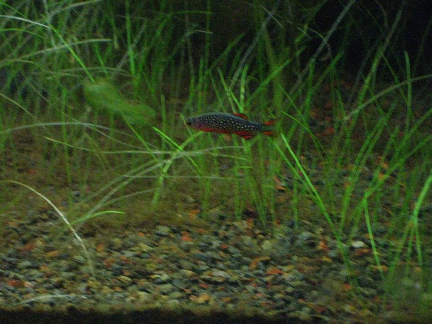 Rated #713: Freshwater Fish - Celestichthys Margaritatus - Celestial Pearl Danio Stocking In 24 Gallons Tank - Celestichthys Margaritatus also known as celestial pearl danio or galaxy rasbora.