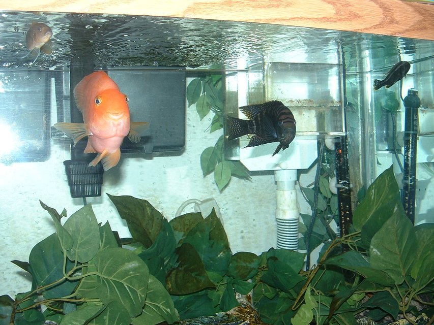 Rated #2277: Freshwater Fish - Heros Severus X Amphilophus Citrinellum - Blood Parrot Stocking In 120 Gallons Tank - blood parrot