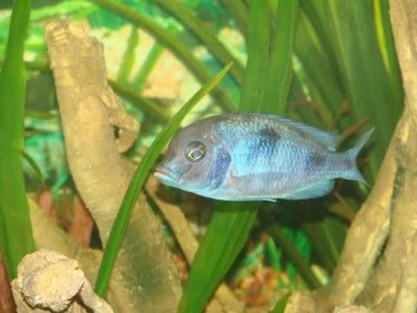 Rated #1500: Freshwater Fish - Cyrtocara Moorii - Blue Dolphin Cichlid Stocking In 120 Gallons Tank - more fish