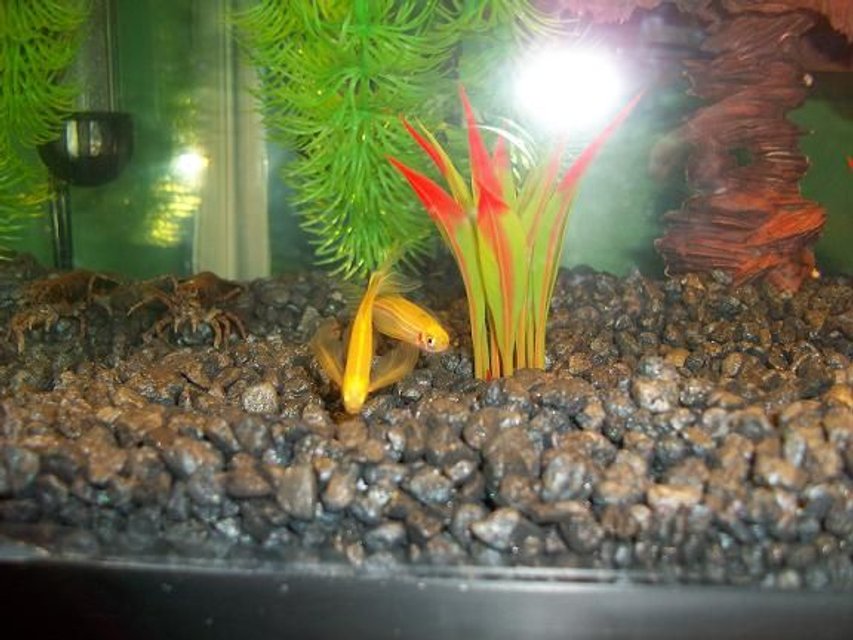 Rated #207: Freshwater Fish - Danio Rerio - Gold Longfin Danio Stocking In 10 Gallons Tank - My two yellow Long-Finned Danios and Oscar, my native freshwater crayfish